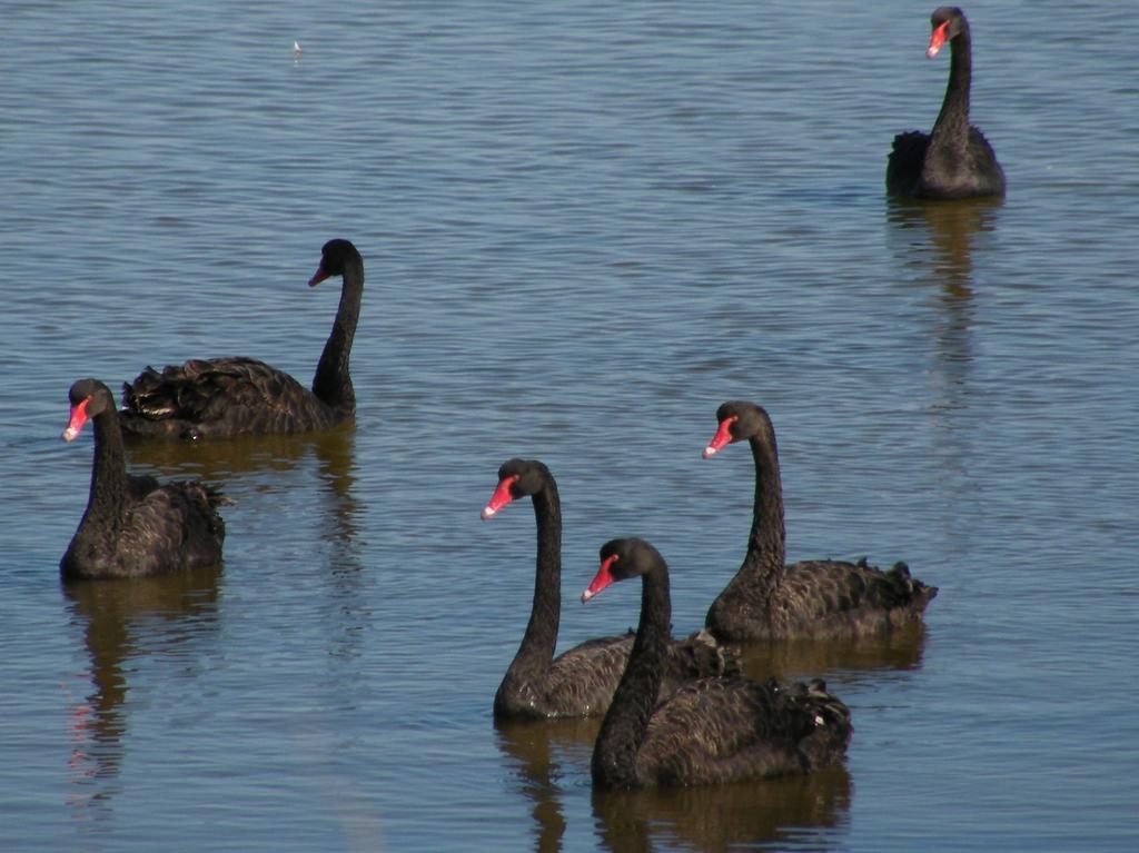 Meningie Coorong Waterfront Retreatヴィラ エクステリア 写真