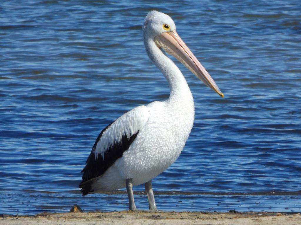 Meningie Coorong Waterfront Retreatヴィラ エクステリア 写真